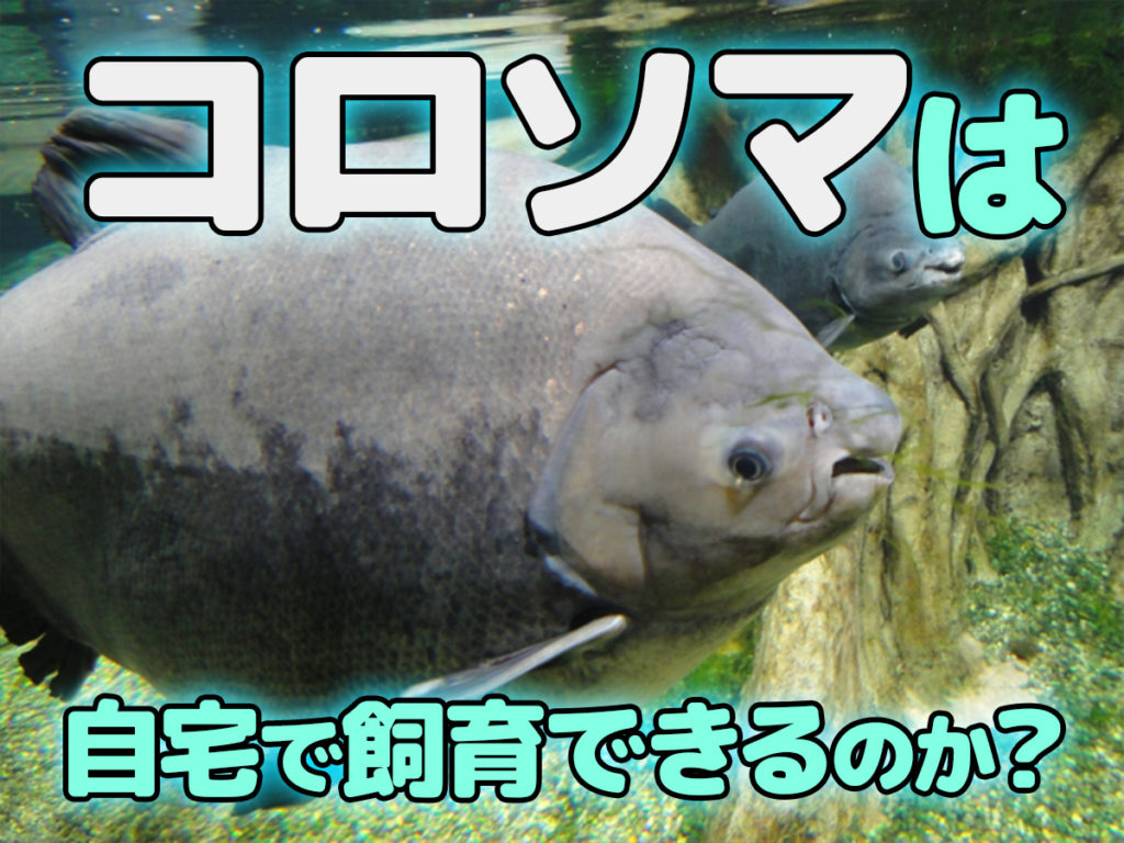 コロソマとは！自宅で飼育できるのか？飼育可能な種類と必要な設備のサムネイル画像