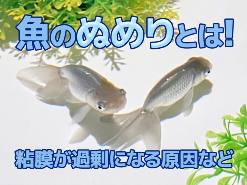 魚が出す膜・ぬめりとは!膜を出しやすい病気・ぬめりを強化する方法