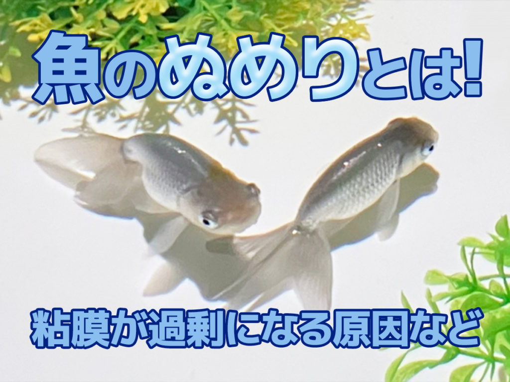 魚が出す膜・ぬめりとは！膜を出しやすい病気・ぬめりを強化する方法のサムネイル画像