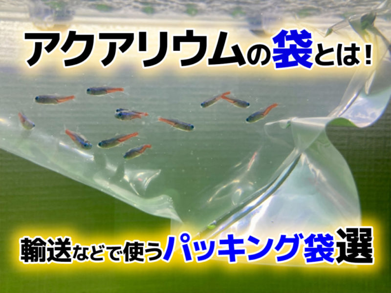 アクアリウムの袋と輸送用パッキング袋選の見出し画像