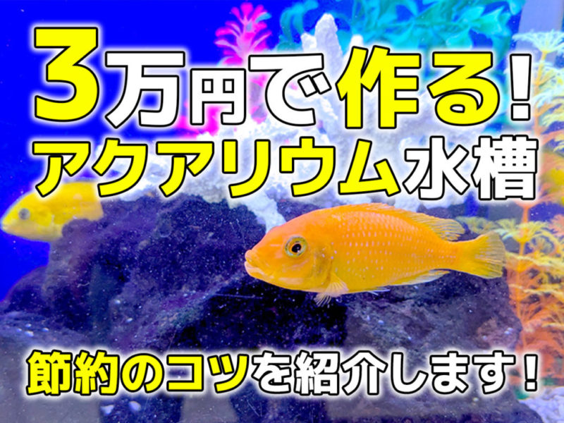3万円で作るアクアリウム水槽と節約のコツの見出し画像
