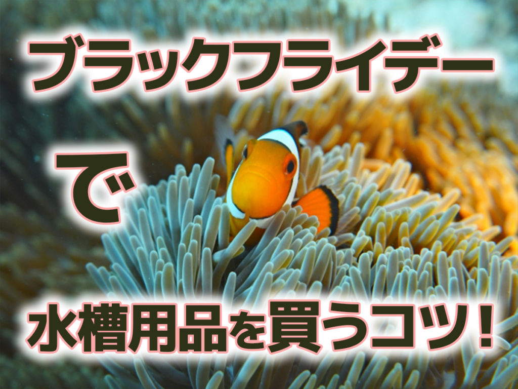 ブラックフライデーでアクアリウム用品を買うコツ!効率よく買い回ろうのサムネイル画像