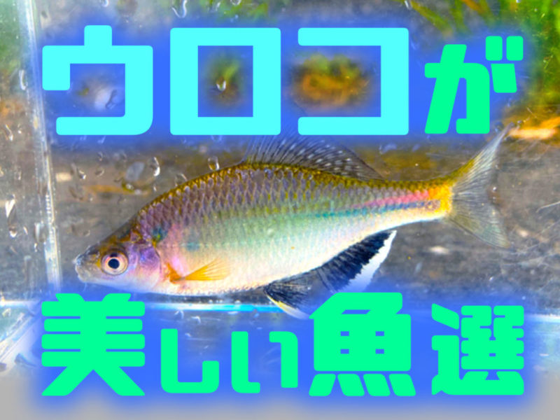 ウロコが美しい魚10選!熱帯魚・金魚・メダカ・海水魚の種類を紹介