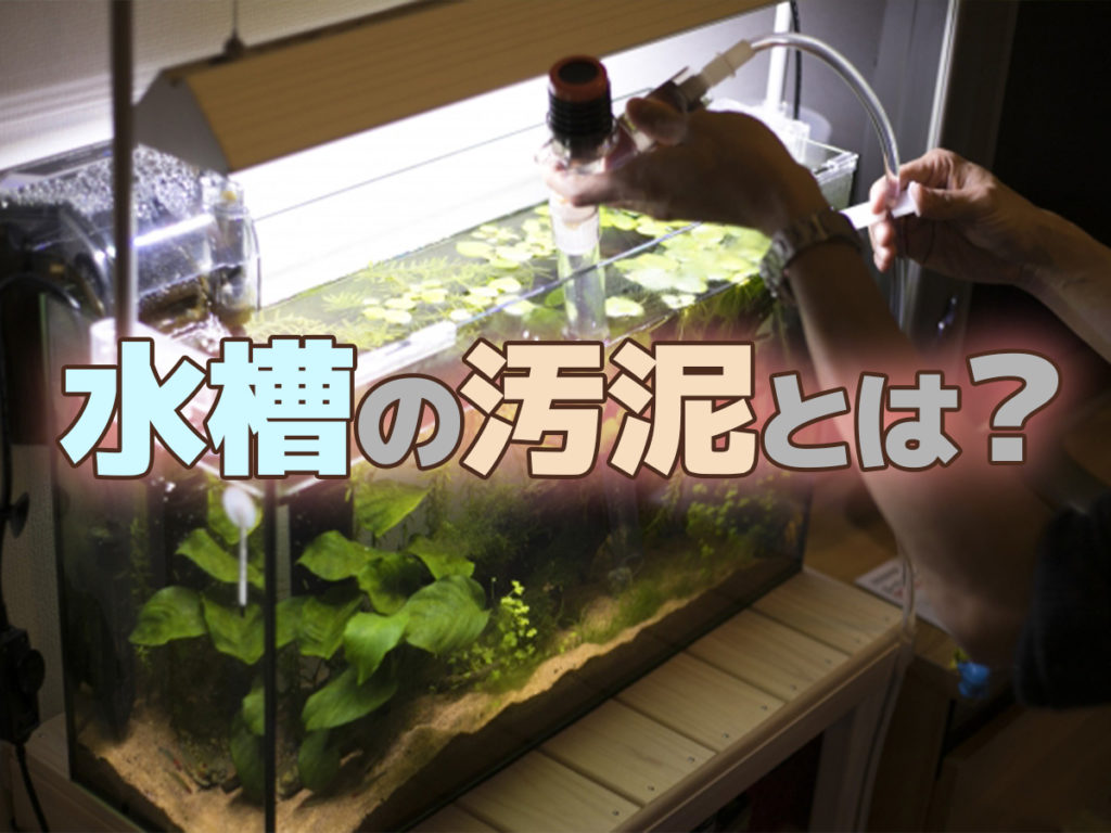 水槽の汚泥とは何か?アクアリウムで汚泥がたまる場所と対策を解説です!のサムネイル画像