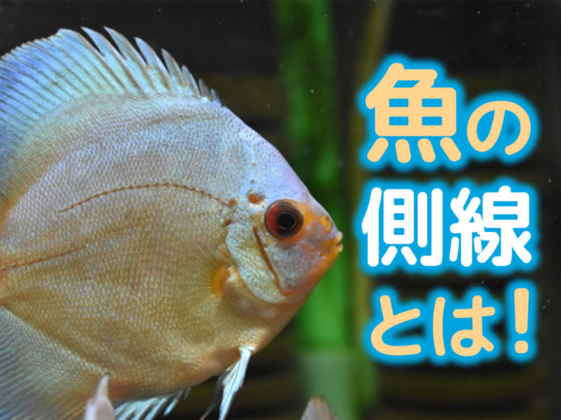魚の側線とは!水流や振動を感知する優れた器官や観察のコツを解説