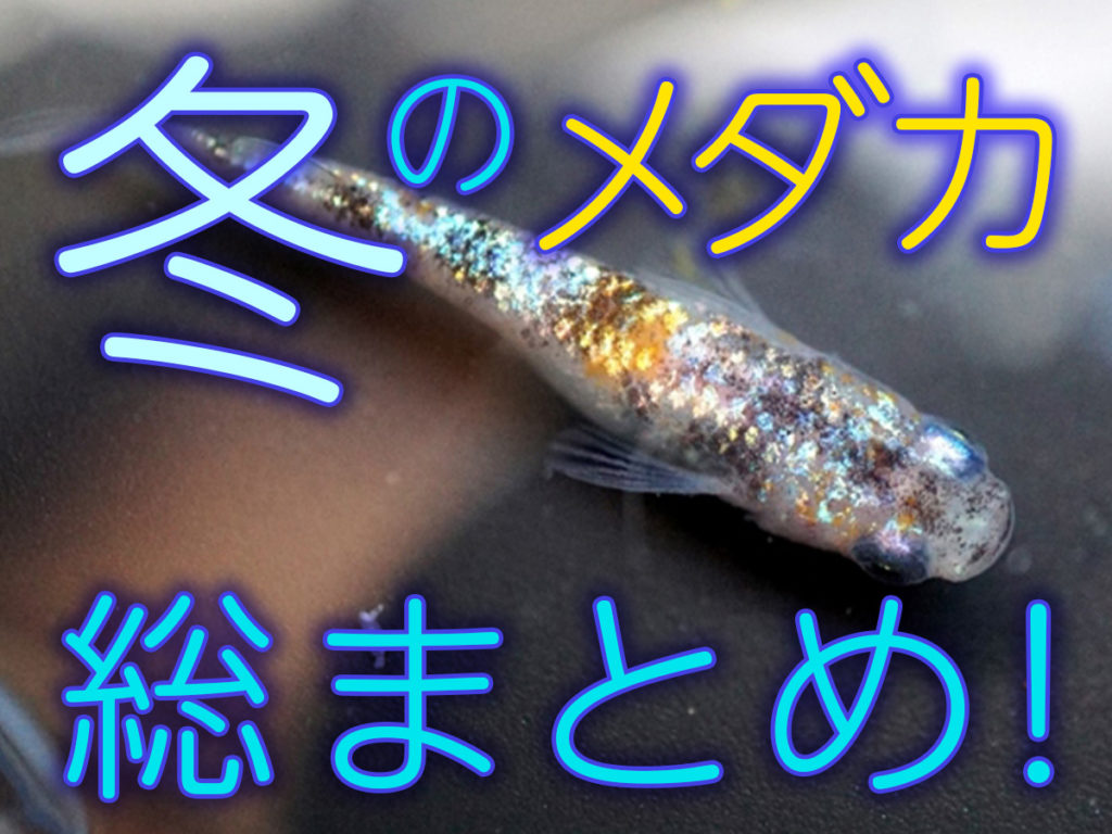 冬のメダカ総まとめ！保温・冬眠・年末年始のメダカイベントについても紹介