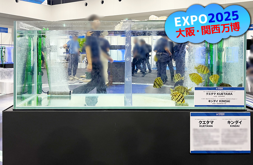 大阪・関西万博のロゴとクエタマが泳ぐ展示水槽の見出し画像