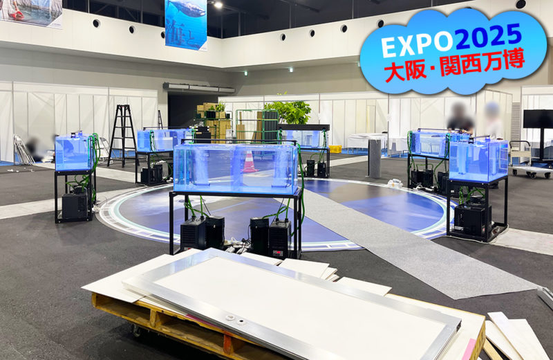大阪・関西万博にいけす活魚水槽6台を短期レンタル・メンテナンス管理! 水槽画像5