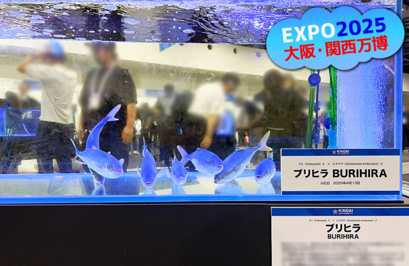 大阪・関西万博にいけす活魚水槽6台を短期レンタル・メンテナンス管理! 水槽画像3