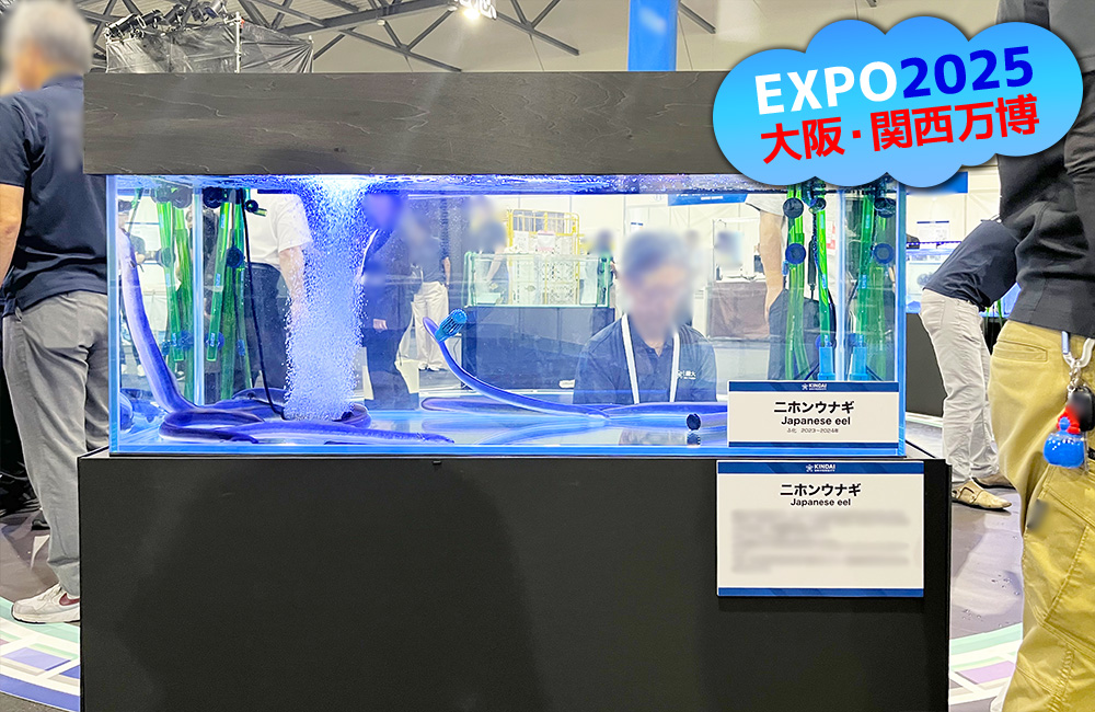大阪・関西万博のロゴとニホンウナギ展示水槽の見出し画像