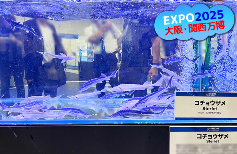 大阪・関西万博にいけす活魚水槽6台を短期レンタル・メンテナンス管理! 水槽画像4
