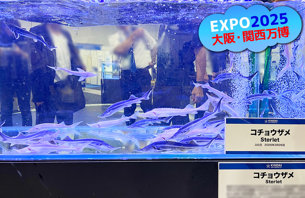 大阪・関西万博ロゴと水槽内を泳ぐコチョウザメの群れ