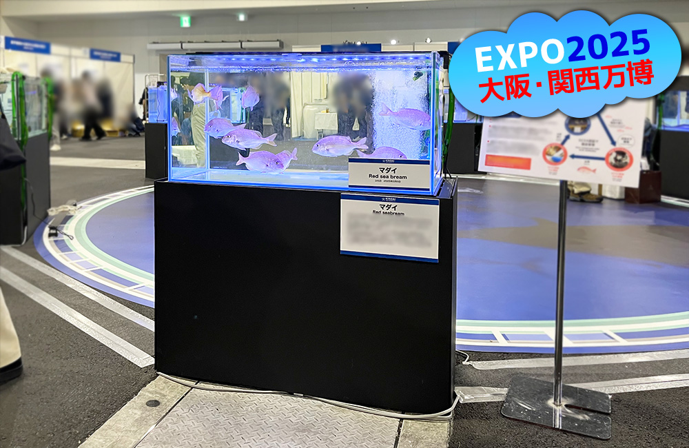 大阪・関西万博ロゴとマダイが泳ぐ展示水槽の見出し画像