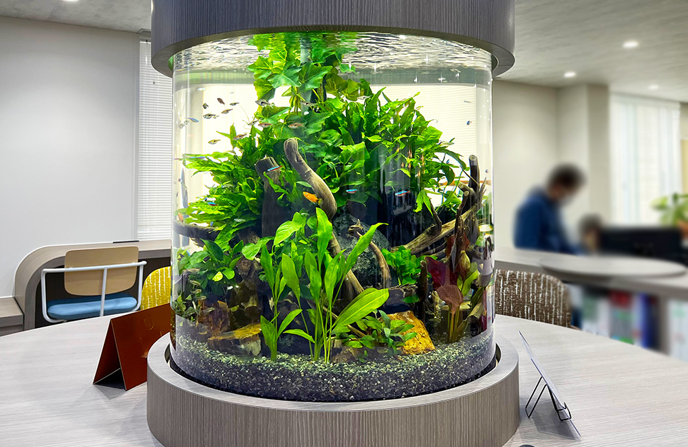 水草と流木を配置した円柱型水槽と泳ぐ小型魚の群れ