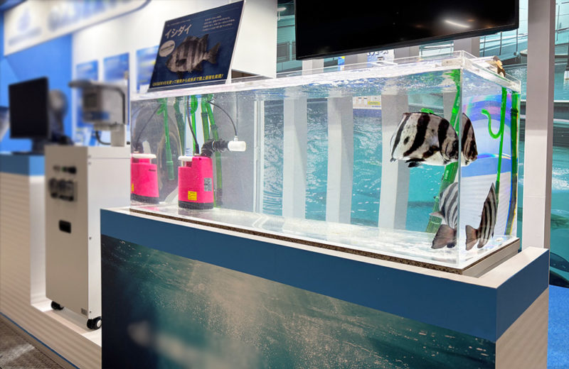 シーフードショーにいけす水槽を短期レンタル!高級魚と曝気装置の展示水槽 水槽画像4