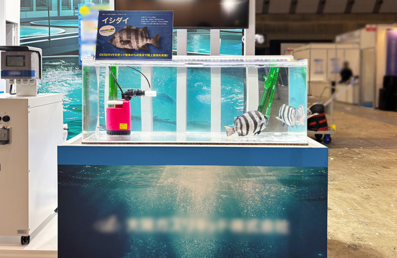 シーフードショーにいけす水槽を短期レンタル!高級魚と曝気装置の展示水槽 水槽画像2