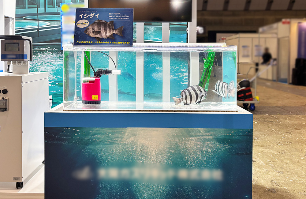 イシダイの解説パネルと泳ぐ魚がいる展示水槽