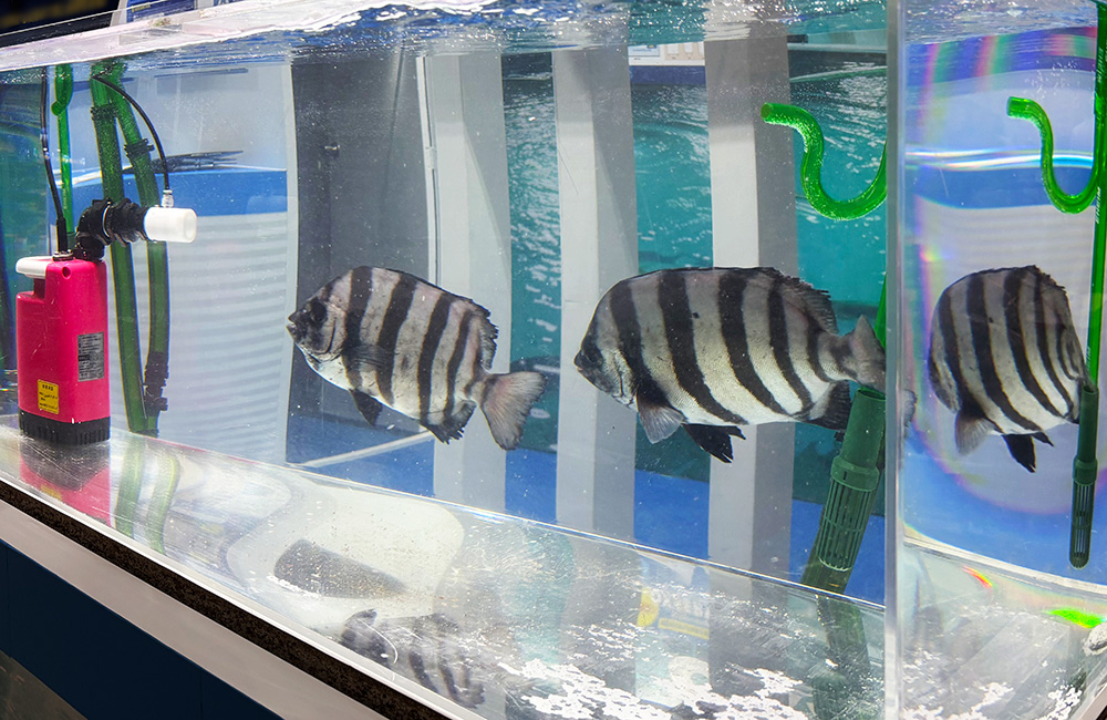 アクリル水槽で泳ぐ縞模様の海水魚と水中ポンプ