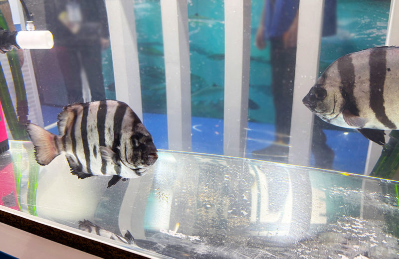 シーフードショーにいけす水槽を短期レンタル!高級魚と曝気装置の展示水槽 水槽画像5