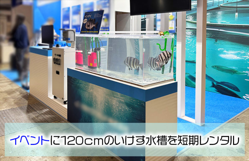 シーフードショーにいけす水槽を短期レンタル!高級魚と曝気装置の展示水槽 水槽画像1