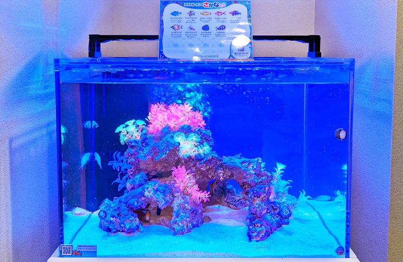 法律事務所の60cmワイド水槽を定期メンテナンス！2匹のエビが暮らすアクアリウム 水槽画像５