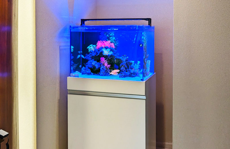 法律事務所の60cmワイド水槽を定期メンテナンス！2匹のエビが暮らすアクアリウム 水槽画像４