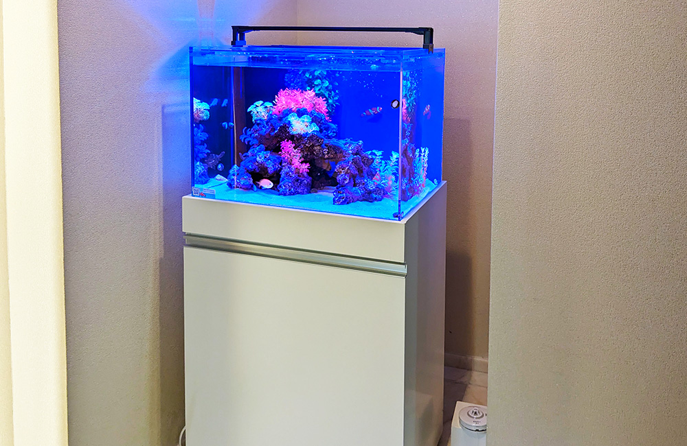 青い照明の海水魚水槽と白い専用水槽台の設置例