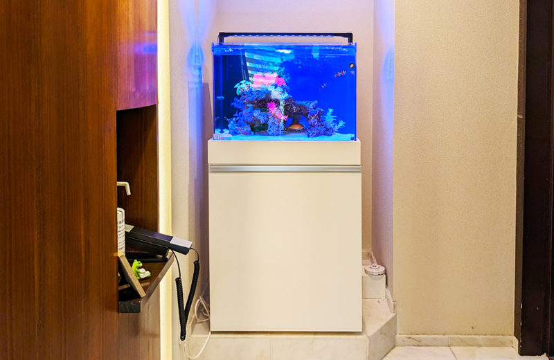 法律事務所の60cmワイド水槽を定期メンテナンス！2匹のエビが暮らすアクアリウム 水槽画像３