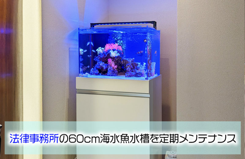 法律事務所の60cmワイド水槽を定期メンテナンス！2匹のエビが暮らすアクアリウム 水槽画像１