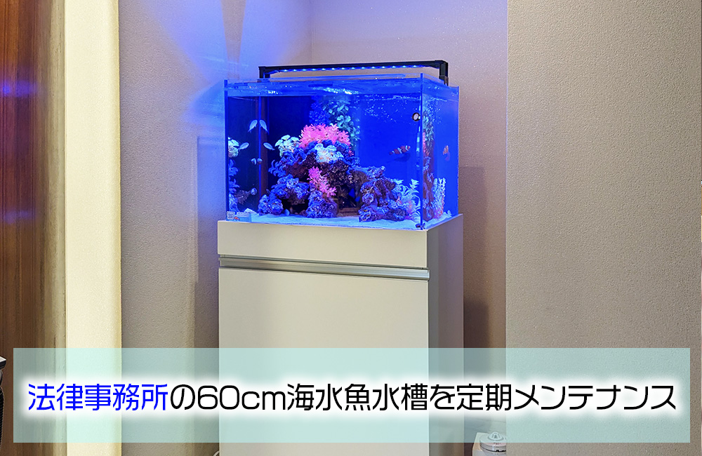 法律事務所の60cmワイド水槽を定期メンテナンス！2匹のエビが暮らすアクアリウムのサムネイル画像