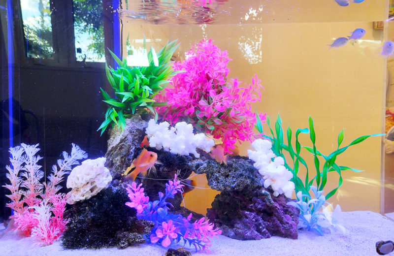 歯科医院様の60cm海水魚水槽！水槽レンタル9年目の様子 水槽画像４