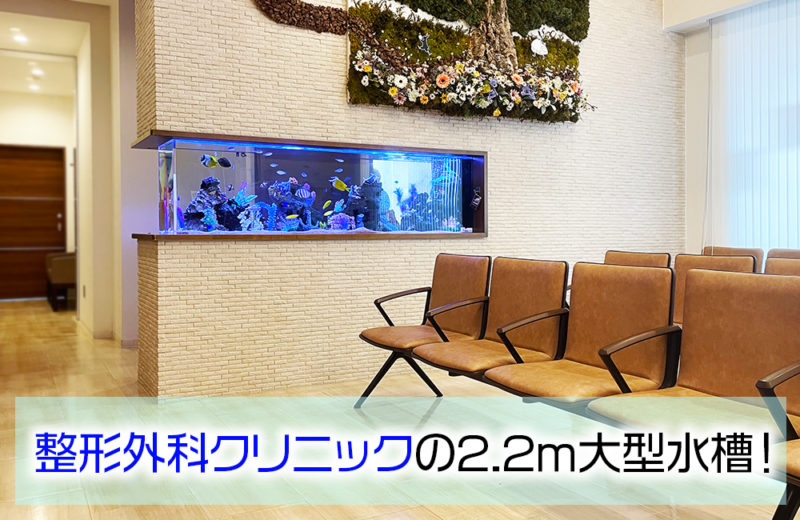 整形外科クリニック様の2.2m埋め込み式水槽その後!12年目の様子 水槽画像1