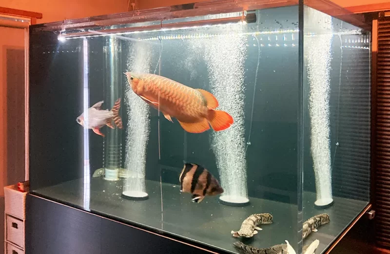 アロワナや大型魚が泳ぐエアレーションの効いた大型水槽