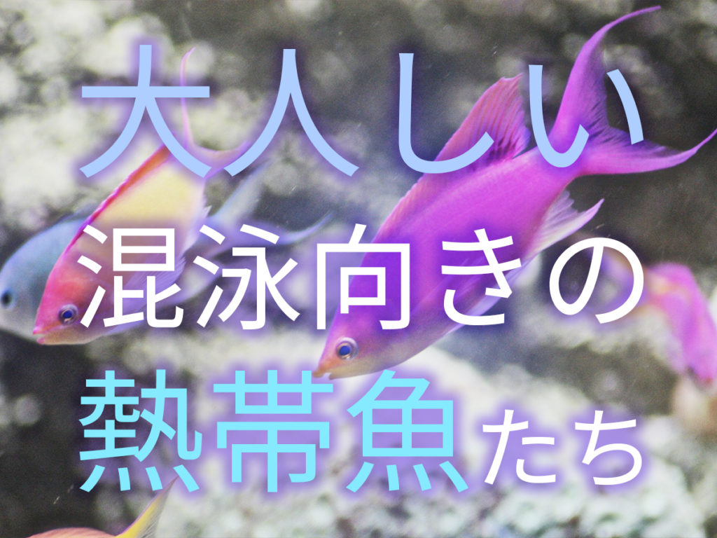 混泳向きおとなしい魚7選!淡水・海水のケンカしない穏やかな魚種を紹介のサムネイル画像