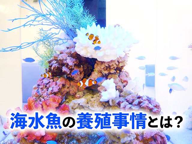 海水魚の養殖事情とは?の文字とサンゴ礁を泳ぐ海水魚群