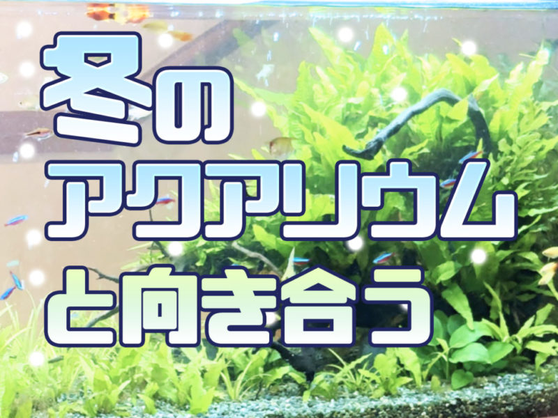 冬のアクアリウムと向き合うの文字と水草水槽の見出し画像