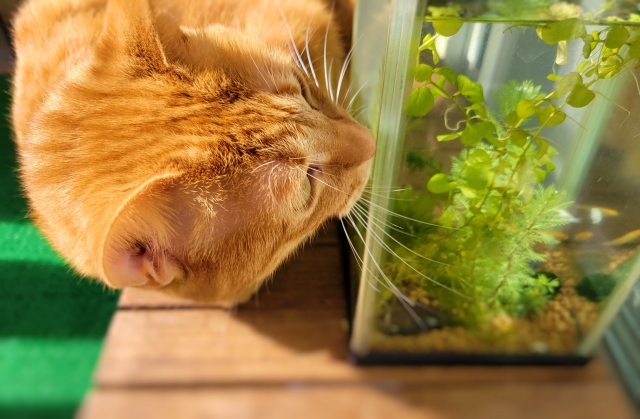 水草の入った小型水槽に顔を近づける茶トラ猫の横顔