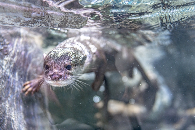 水面下を泳ぐカワウソの顔と岩場の水中写真