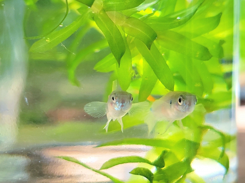 水草の陰を泳ぐ2匹のメダカと緑色の水草