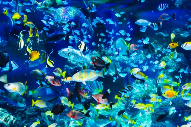 青い水槽内を泳ぐ色鮮やかな熱帯魚の群れと岩礁の風景