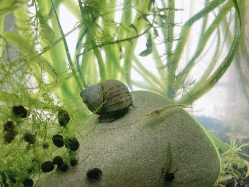石の上の貝とエビと背景に生い茂る水草