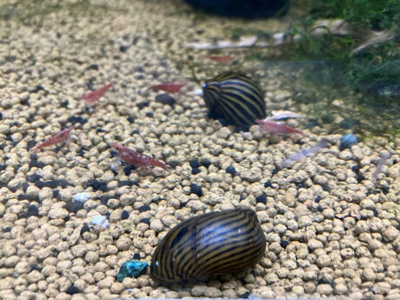 ソイルの上で活動する貝と赤いエビの仲間たち
