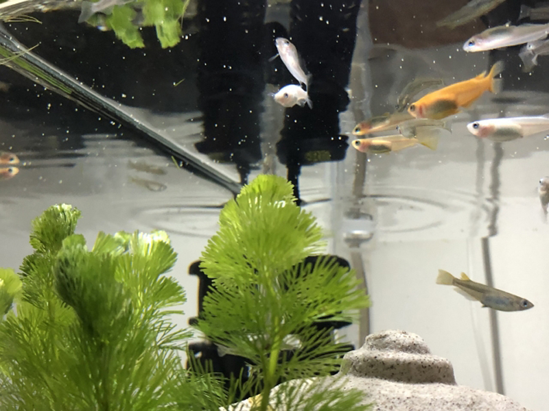水草の背後を泳ぐメダカと水面に映る魚の影