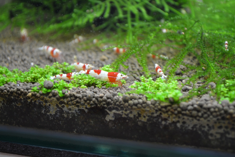 水草の上を歩く赤白模様の観賞用エビとソイルの底床