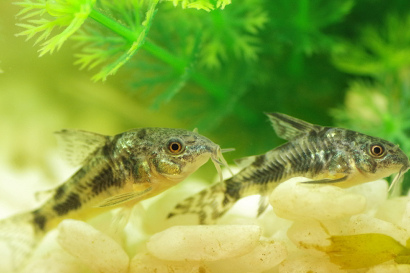 白い砂利の上を泳ぐ2匹のコリドラスの仲間と水草