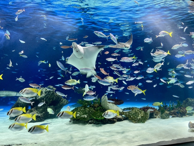 大型水槽内を泳ぐエイと群れを成す海水魚たち