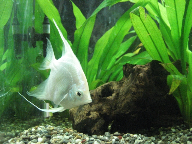 水草と流木がある水槽内を泳ぐ白いエンゼルフィッシュ