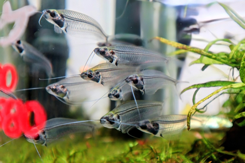 水槽内を群れで泳ぐ体が透明なナマズの仲間と水草