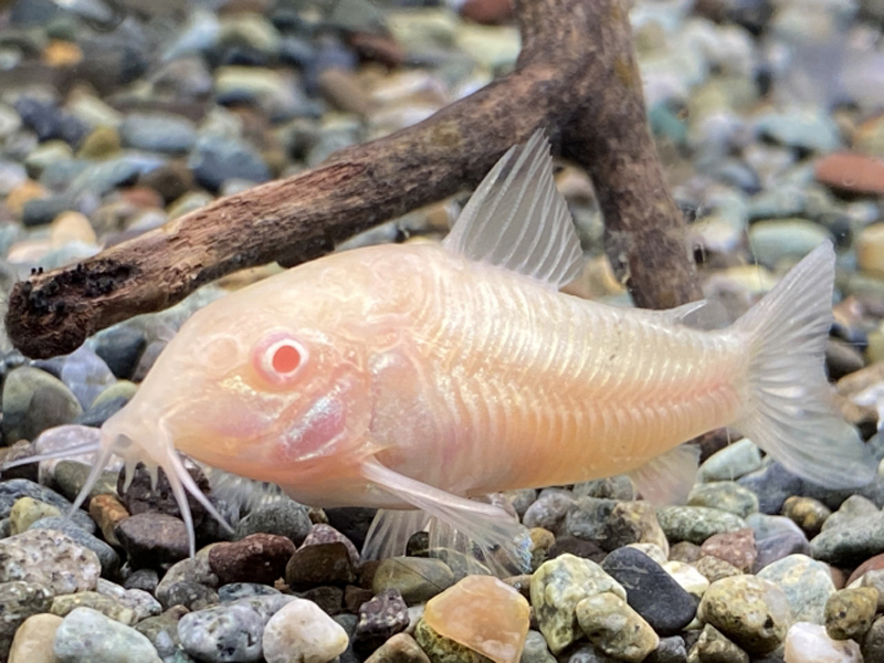 砂利の上で流木の横に佇むコリドラスの仲間