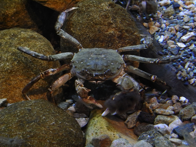 川底の石の間に潜むハサミに毛が生えた大きなカニの仲間